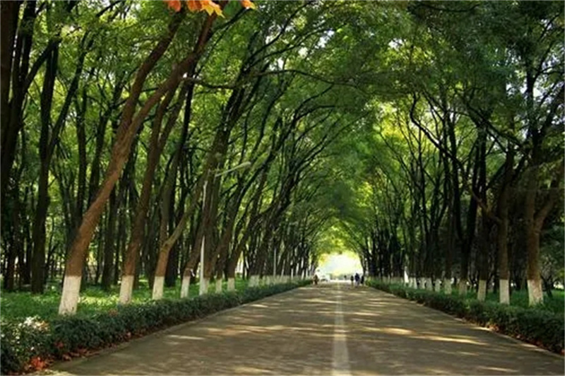 长沙市芙蓉高级中学，一所独具特色的学校？